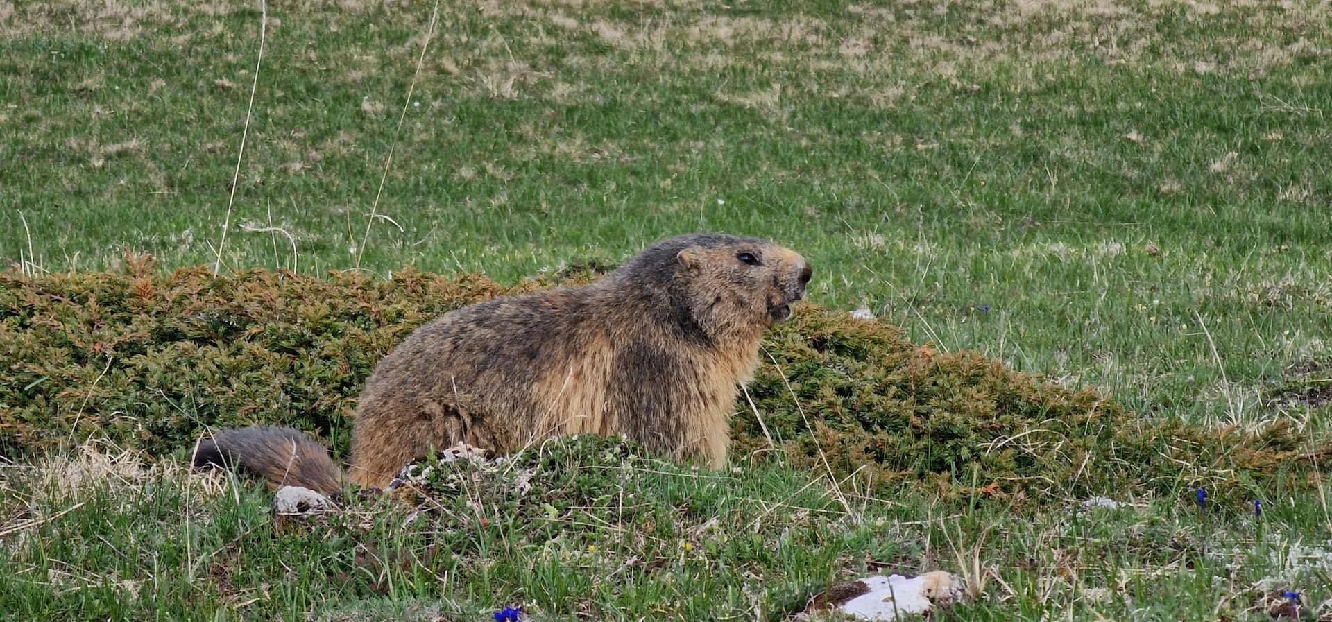 Une marmotte dans les alpages au-dessus de Belle-Plagne en été